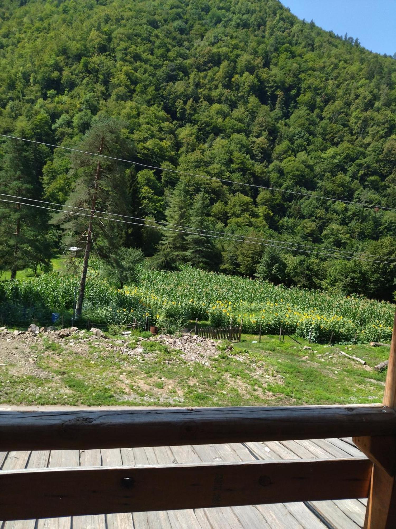 Hotel Alismereti Zekari Buitenkant foto