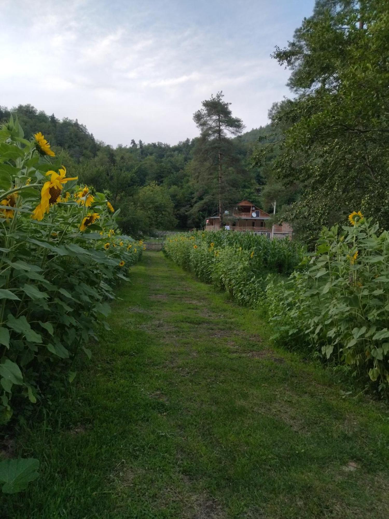 Hotel Alismereti Zekari Buitenkant foto